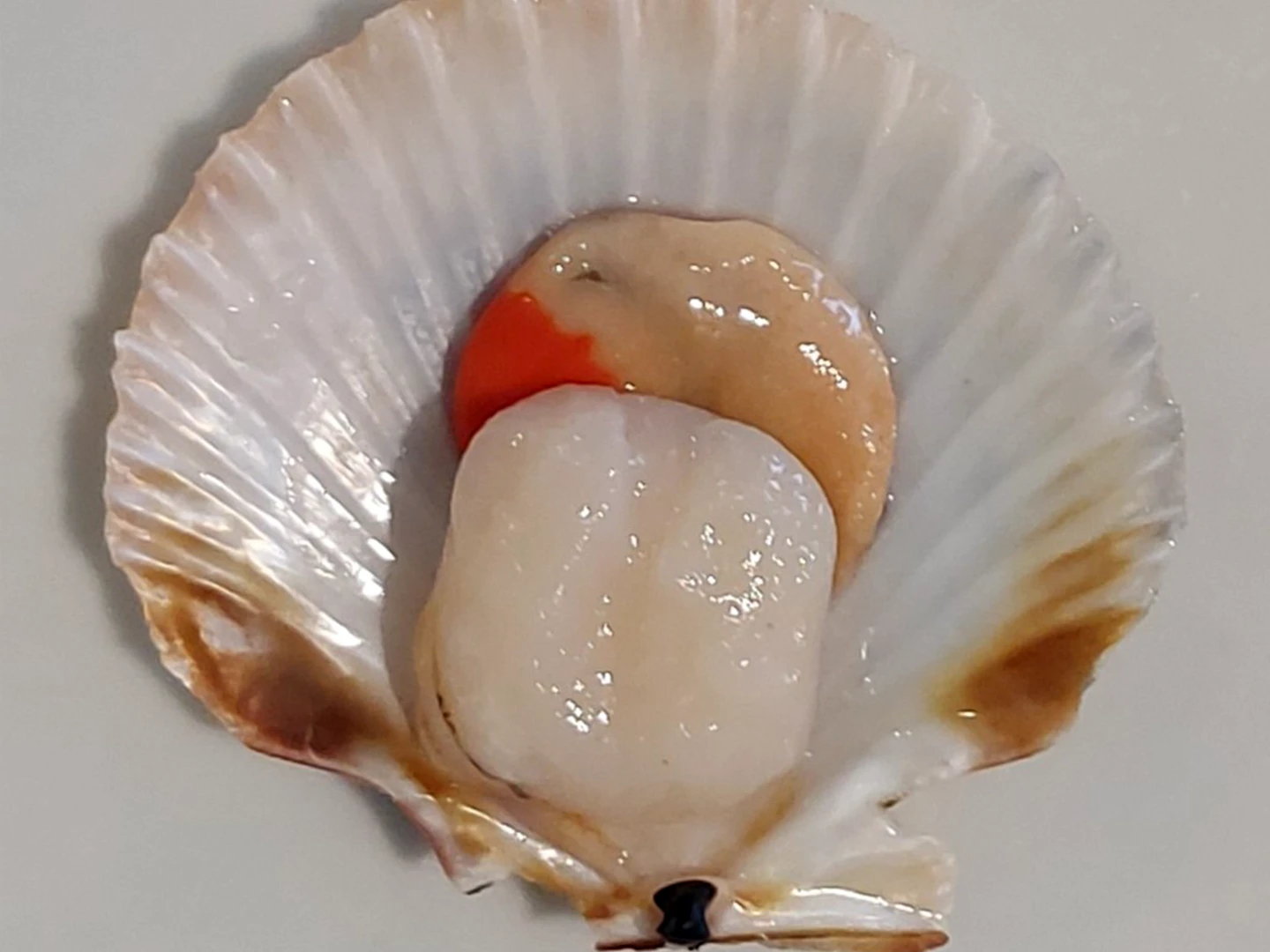 canestrelli