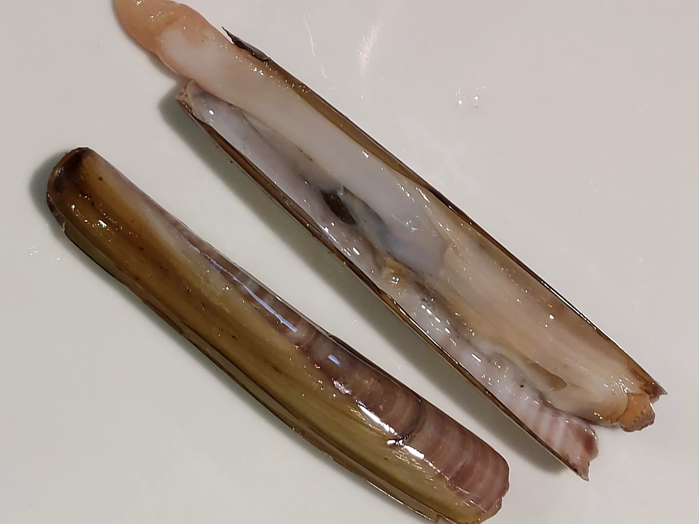 cannolicchi