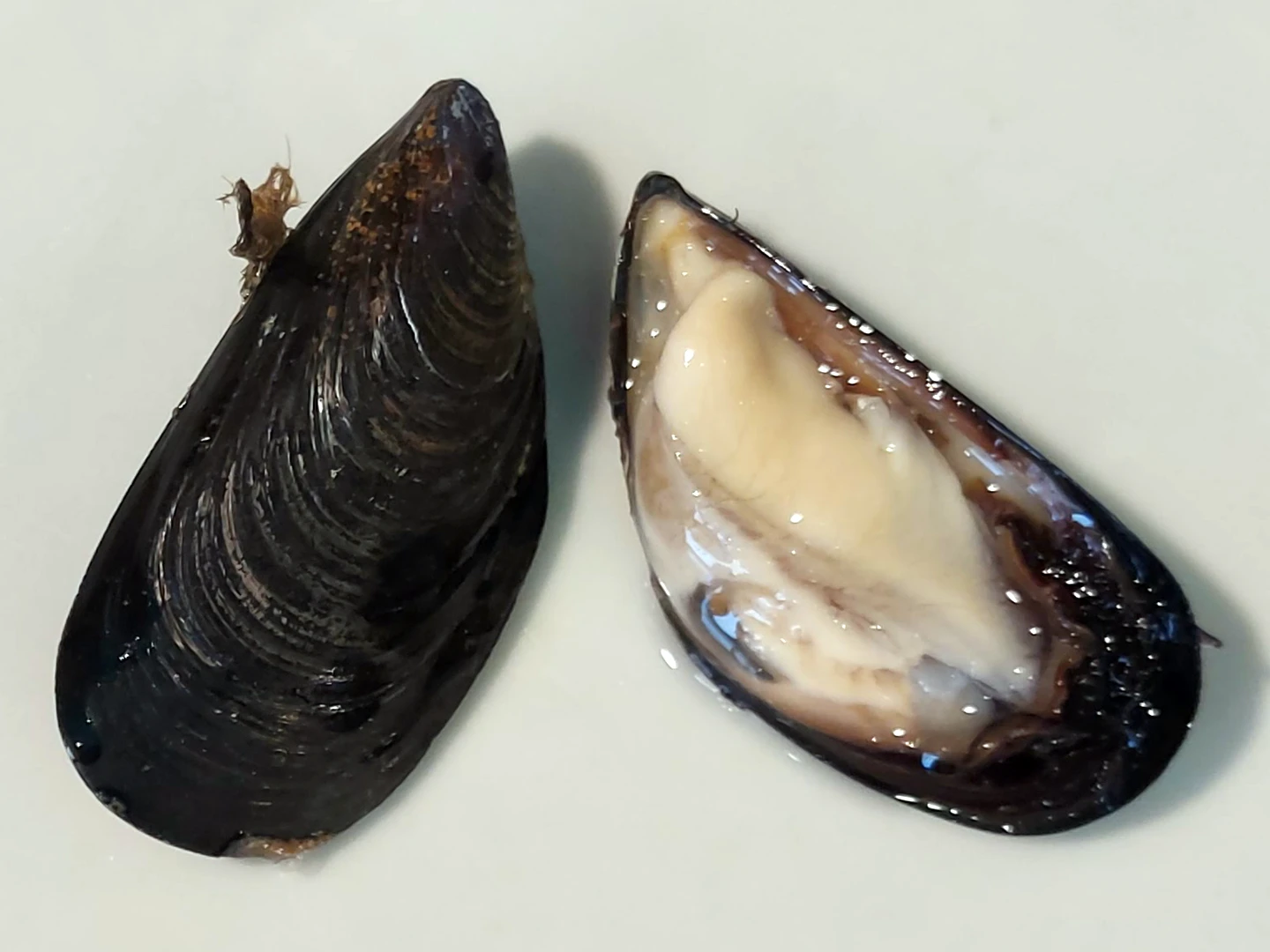 COZZE