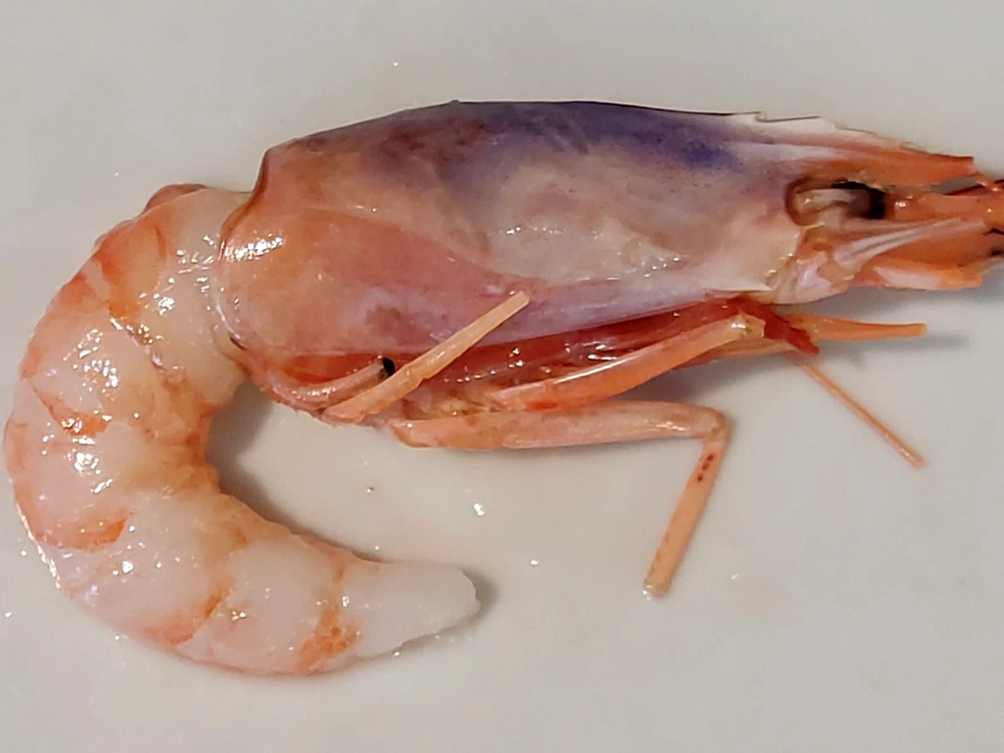 GAMBERI VIOLA CRUDI