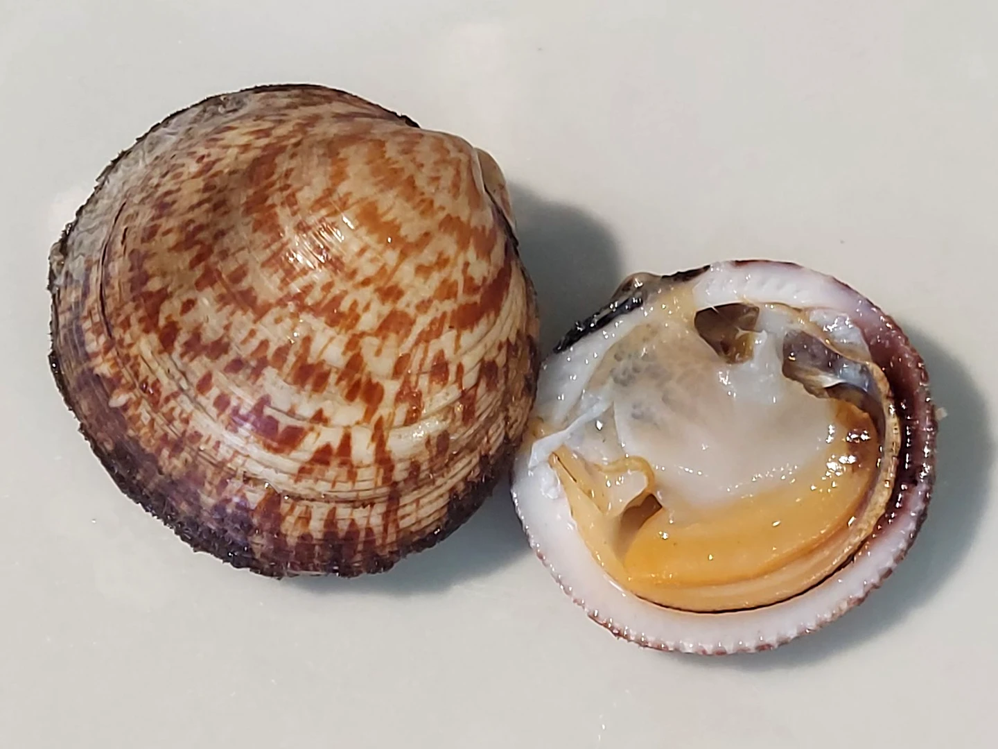 MANDORLE DI MARE