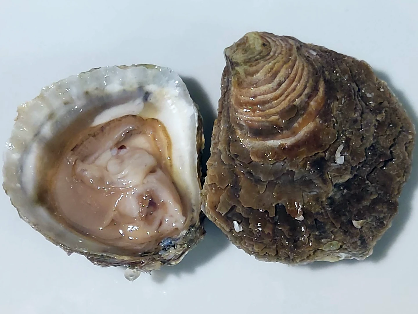 Ostrica Belon