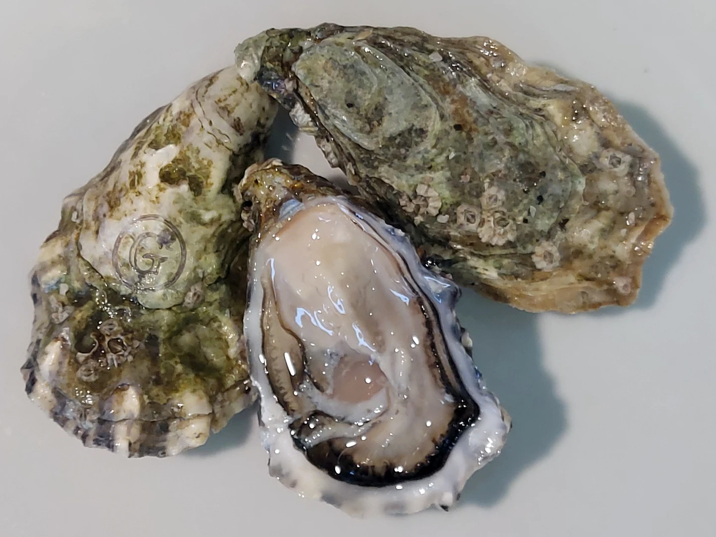 OSTRICHE CONCAVE GILLARDEAU