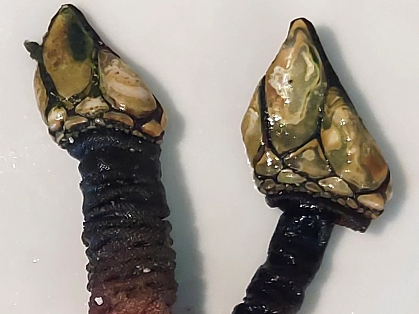 PERCEBES