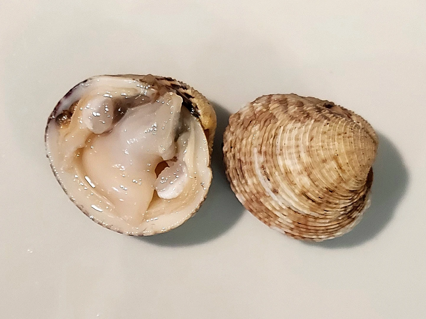 TARTUFI DI MARE (DAL 15 SETTEMBRE AL 15 MAGGIO)