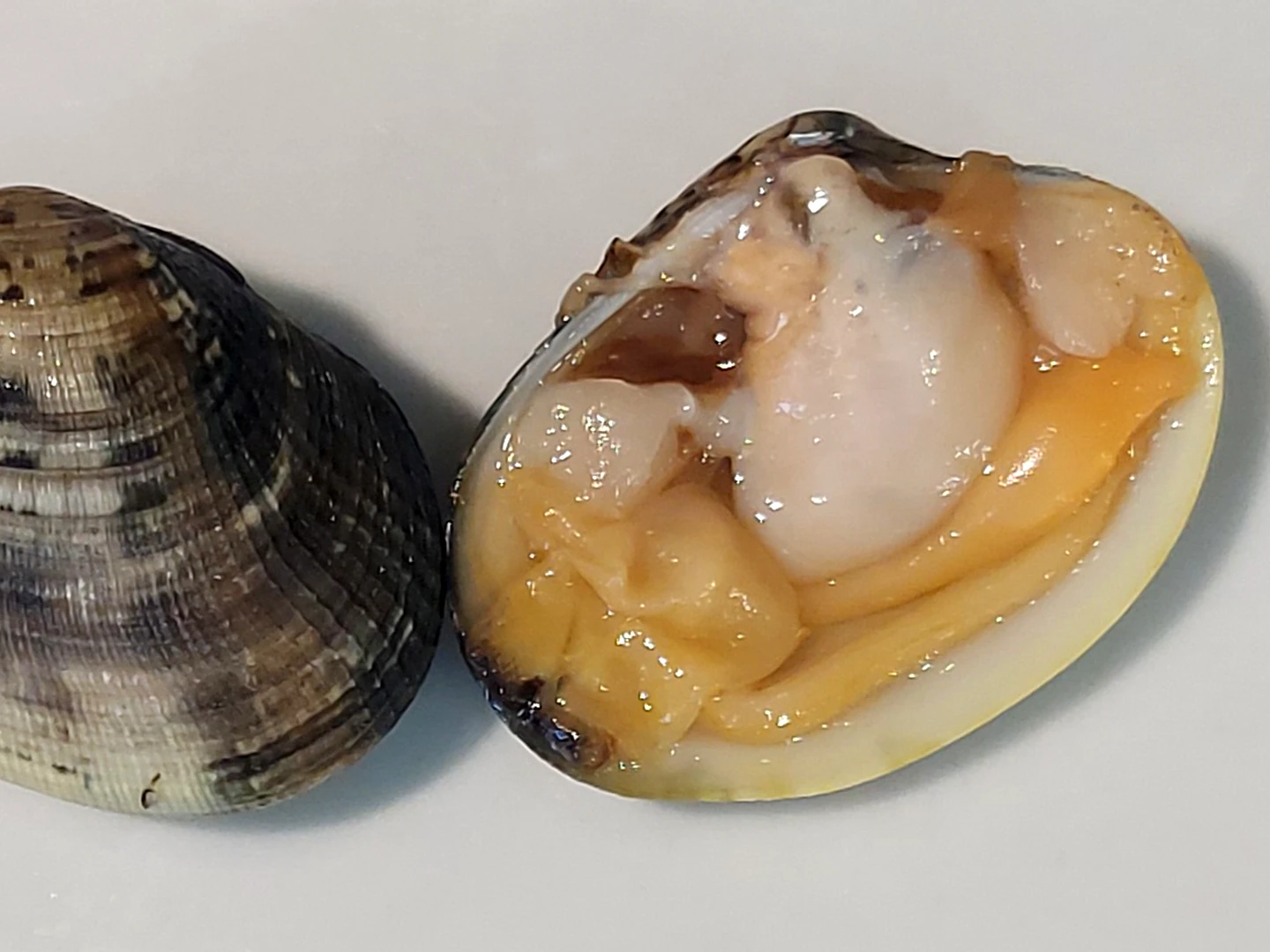VONGOLE